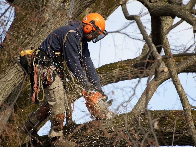 derevo image Облагораживание участков. Вывоз мусора