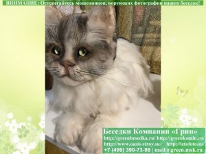 kot03_300x225 image Реалистичный Кот Ручной Работы. Шерсть 100%