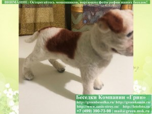 sobaka02_300x225 image Кукклы, Игрушки: Франзуский Бульдог Ручной Работы. Шерсть 100%